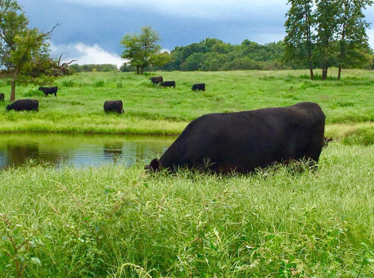 Healthy, calm and happy cows produce the finest grass-fed, grass-finished beef available. We guarantee your satisfaction!