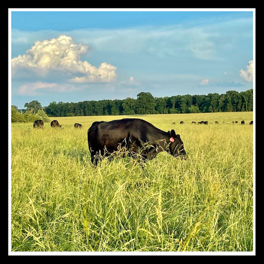 COUPLE'S CHOICE SAMPLER- 10LBS