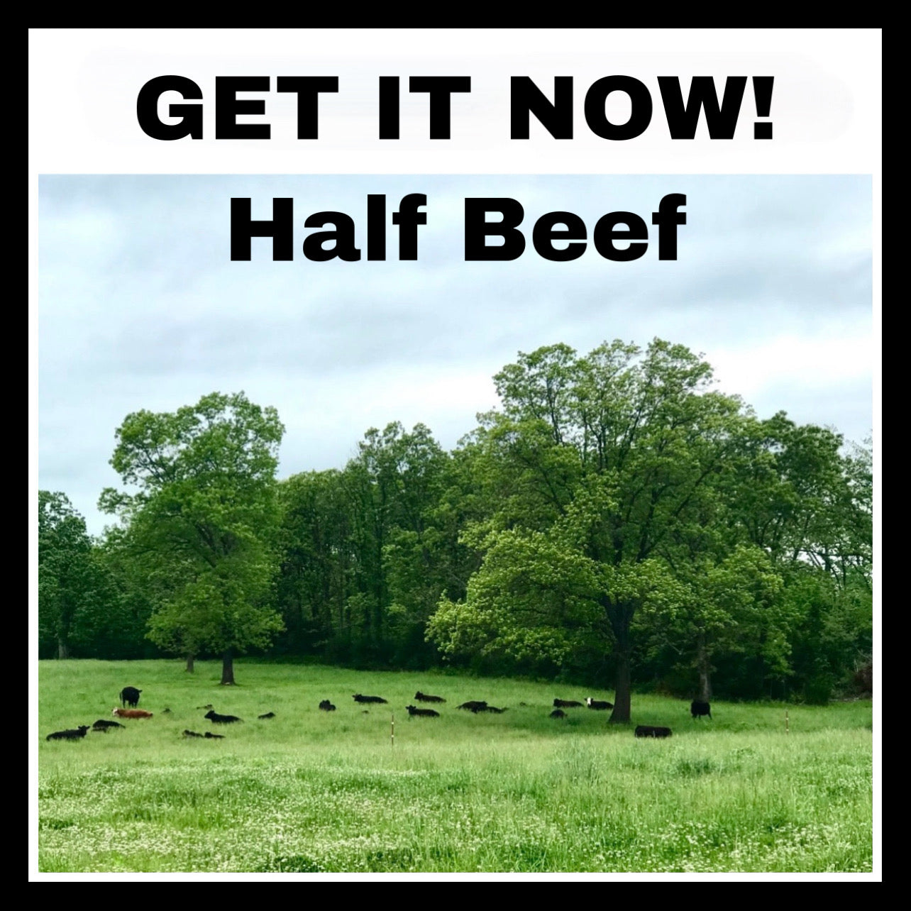 GET IT NOW! - HALF BEEF - DEPOSIT